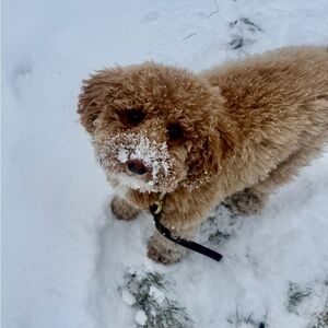 Meet your Posher, Marcie